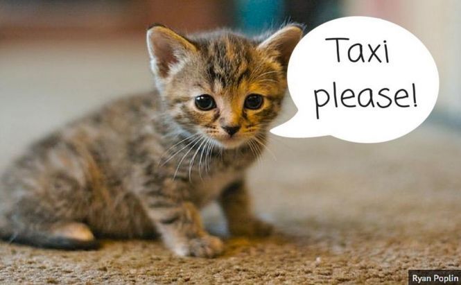 Uber Delivers Kittens in Australia