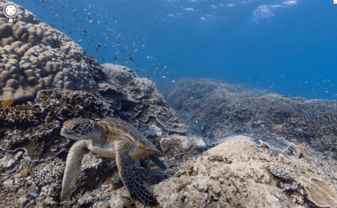 Google Maps Go Virtual Diving