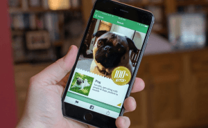 Microsoft launches Fetch, the app that identifies dog breeds