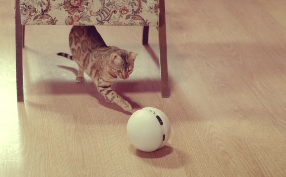 Cat Bots: The Purrfect Way To Start The Year 